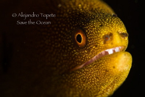 close up Morey by Alejandro Topete 